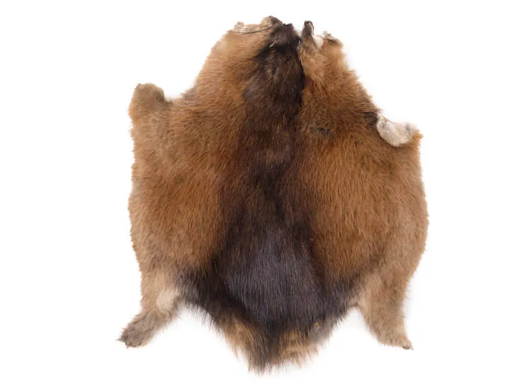 Muskrat pelt